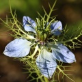 Jungfer im Grünen (Nigella damascena)